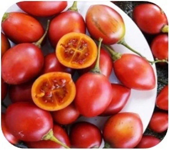 Mã số N2109: Cà chua thân gỗ - Nguồn dinh dưỡng của sức khỏe và nhan sắc