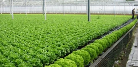 Mã số N2126: Giải pháp sinh học toàn diện cho nông nghiệp sạch