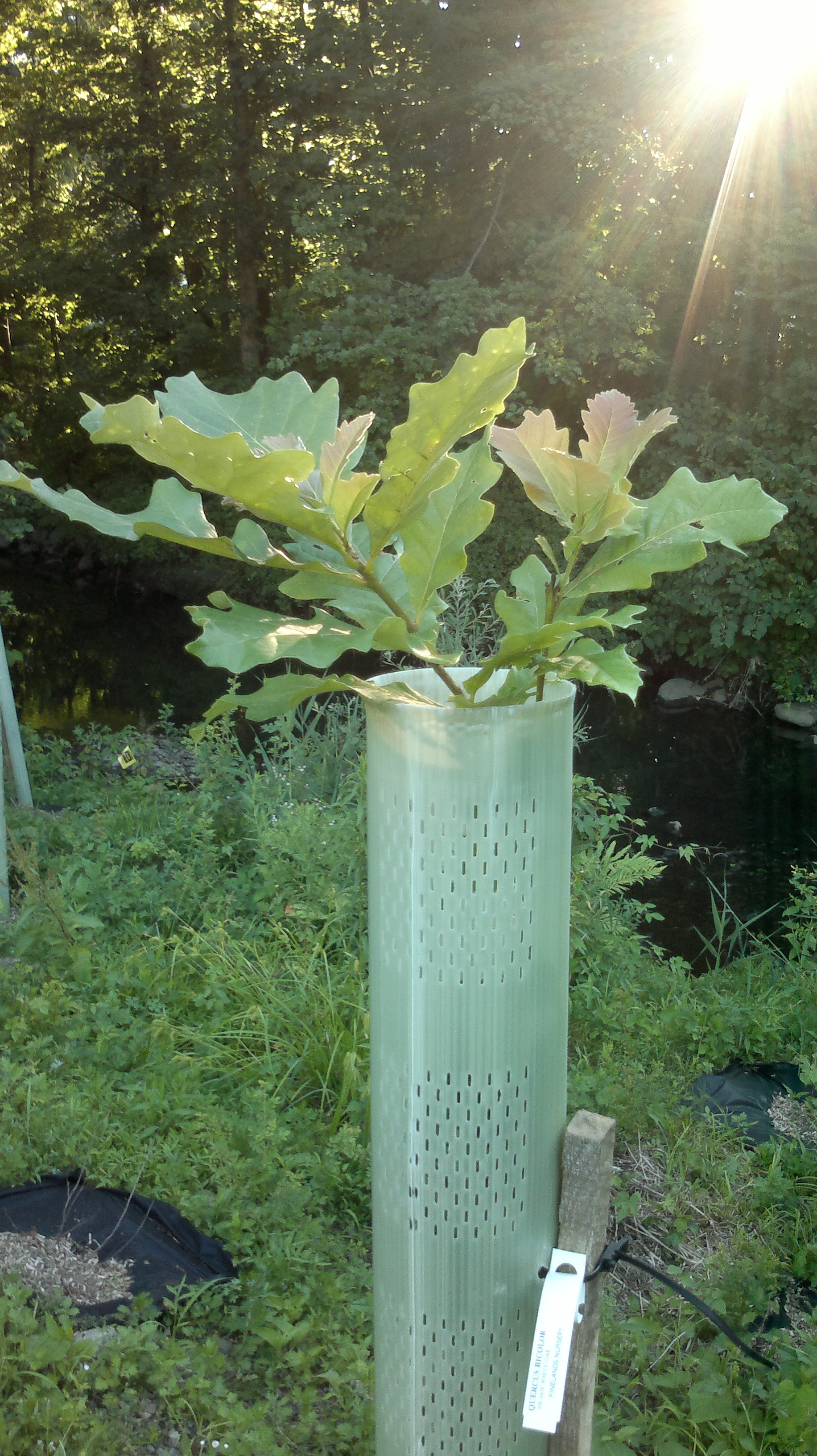 Trees for Tribs saplings