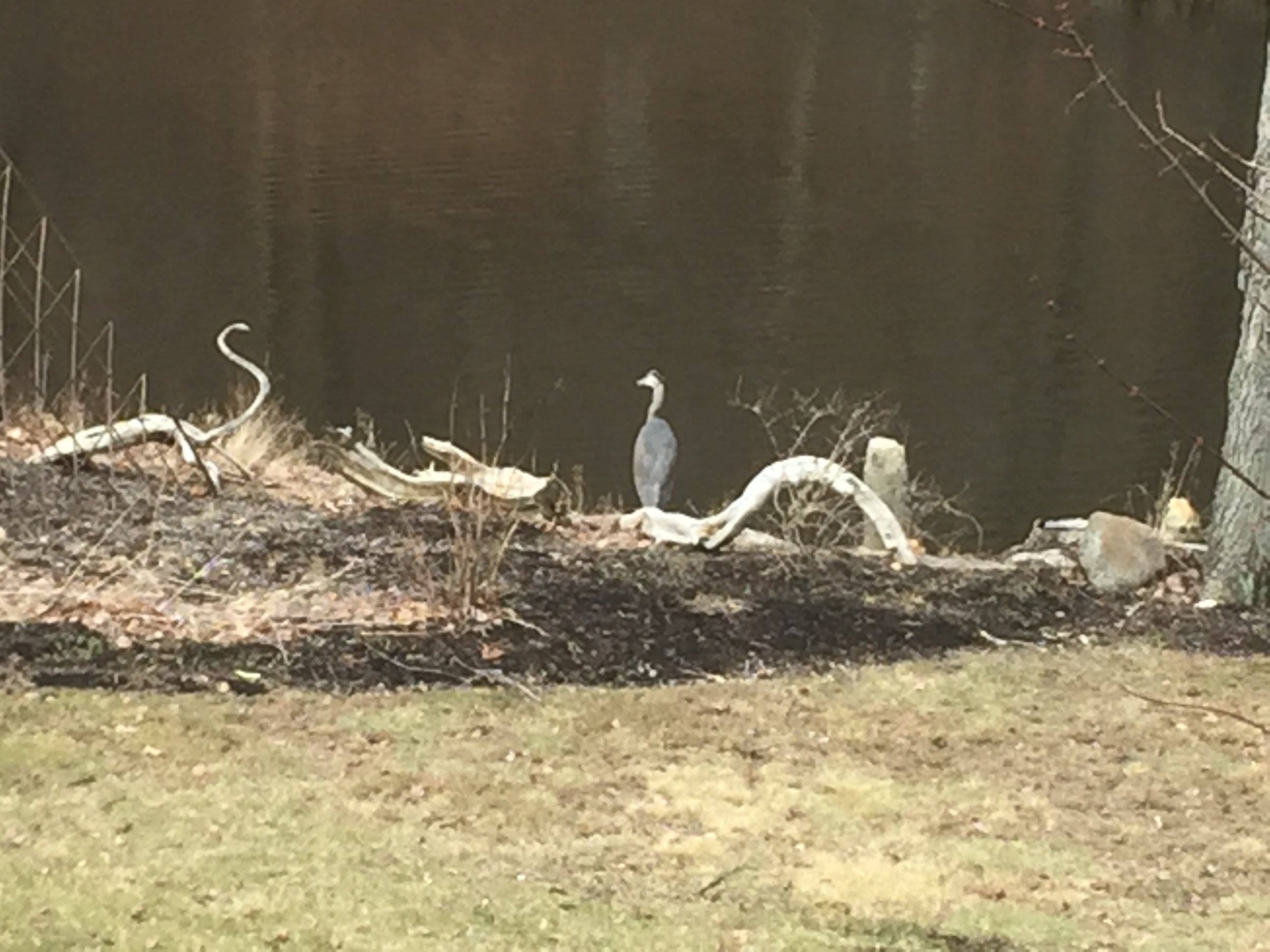 Blue Heron on the Creek 