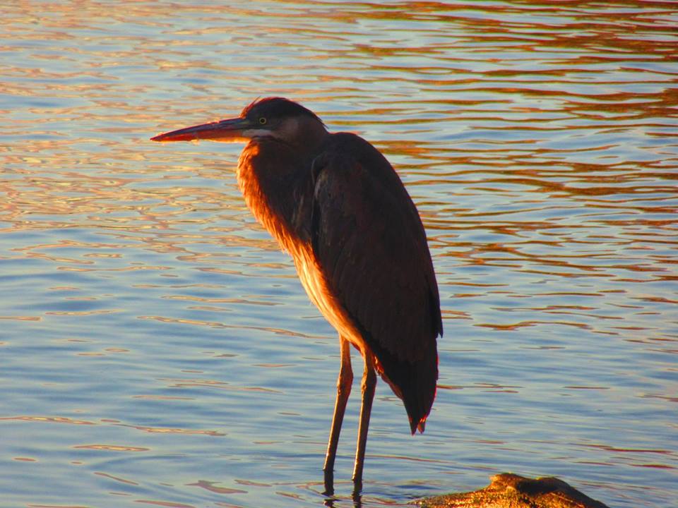 Great Blue Heron