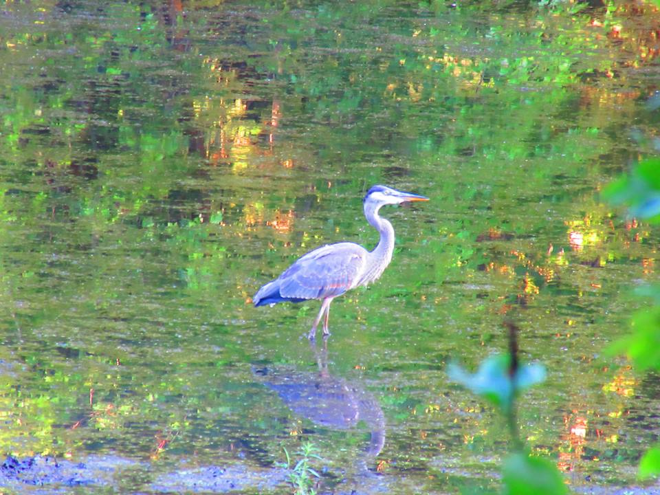 Great Blue Heron