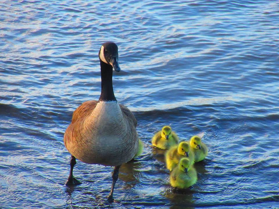 Goose and family