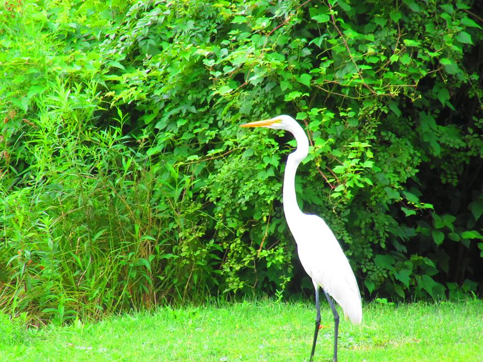 Great Egret