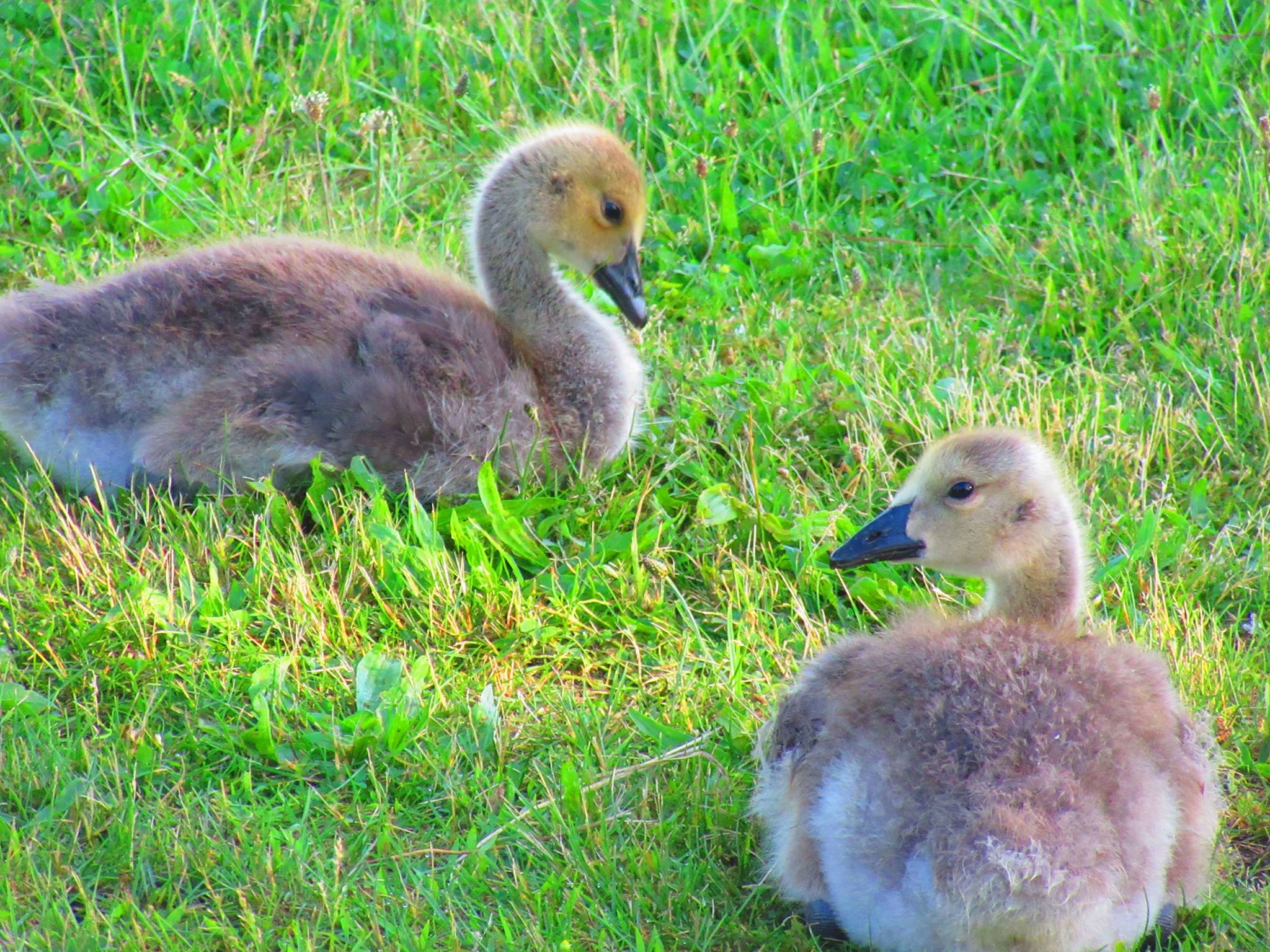 Goslings