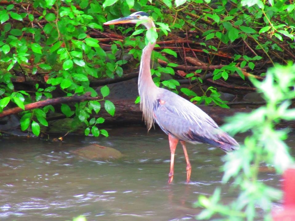 Great Blue Heron 