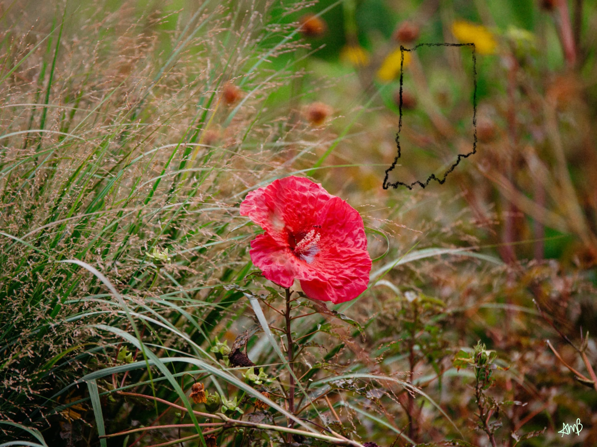 12x16-flower.jpg