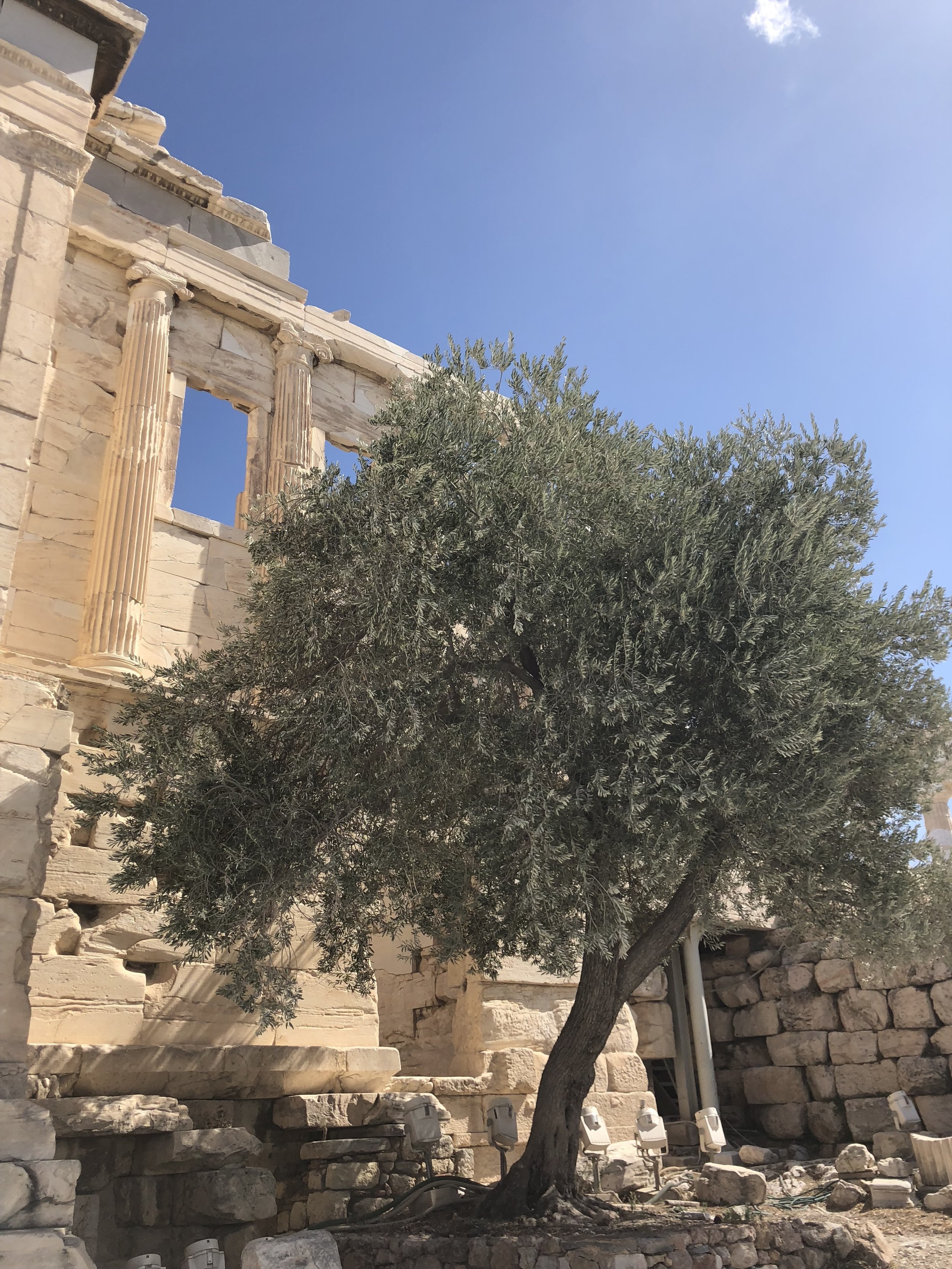 Olive Tree Outside the Erechtheion