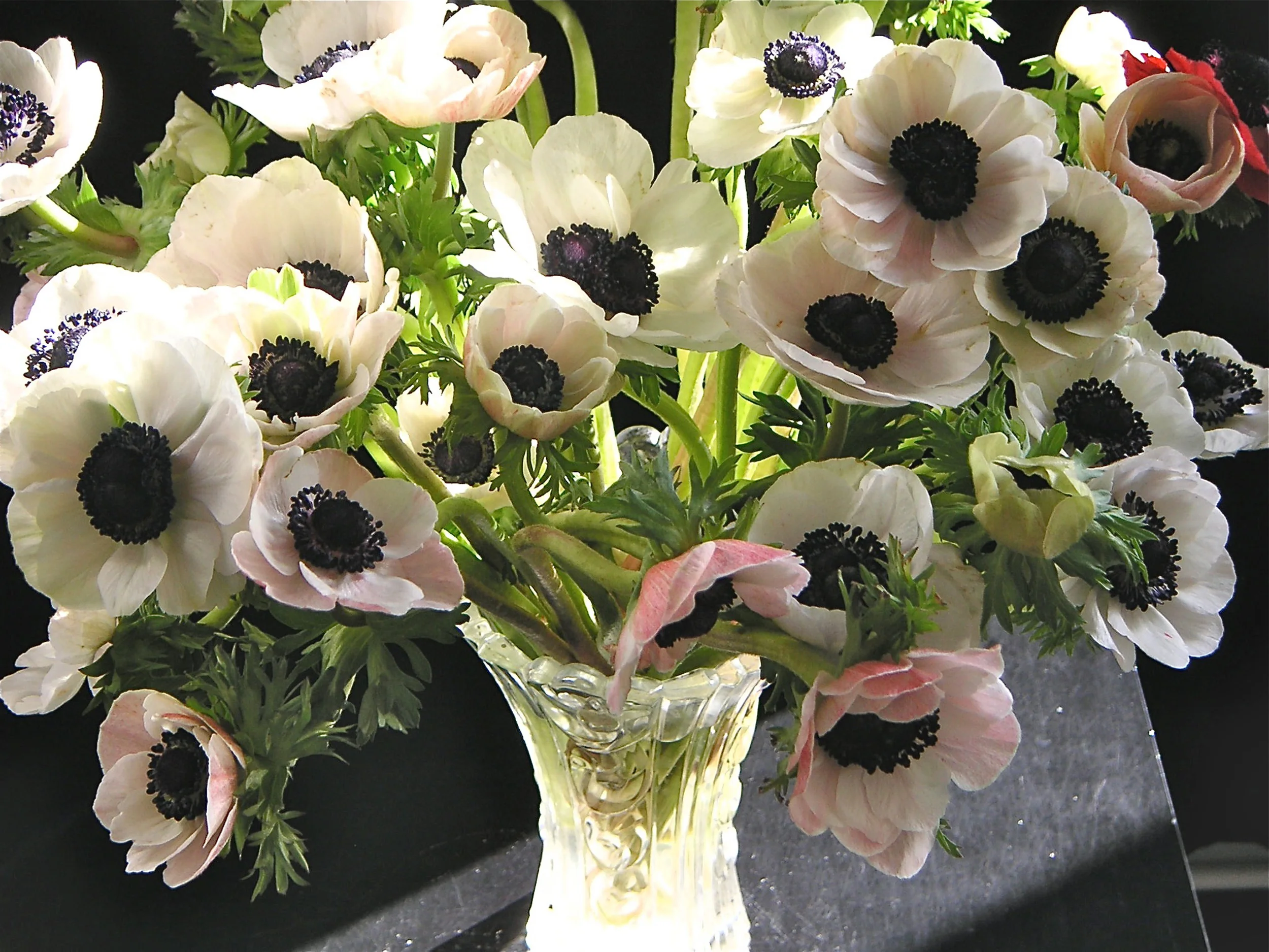 Anemone.jpg
