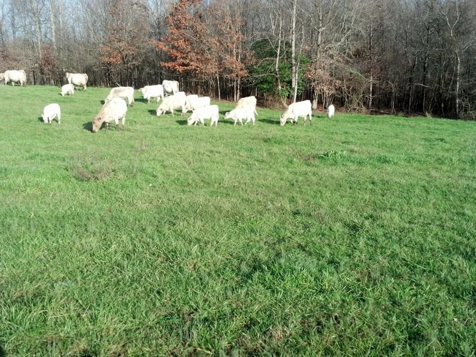 BN Acres