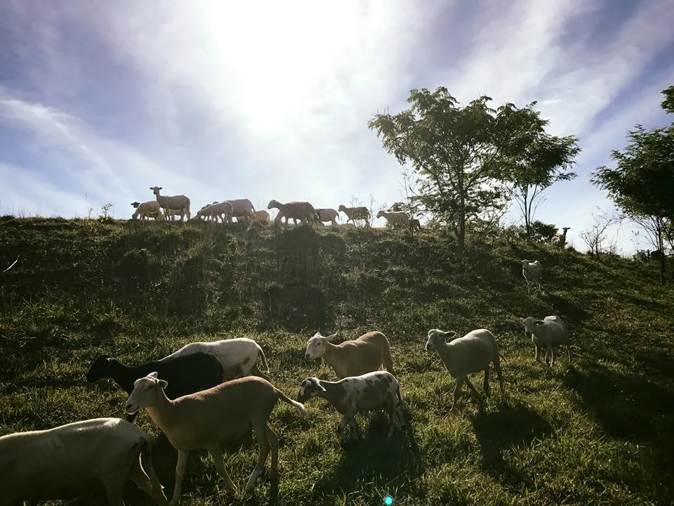 Free Radical Ranch