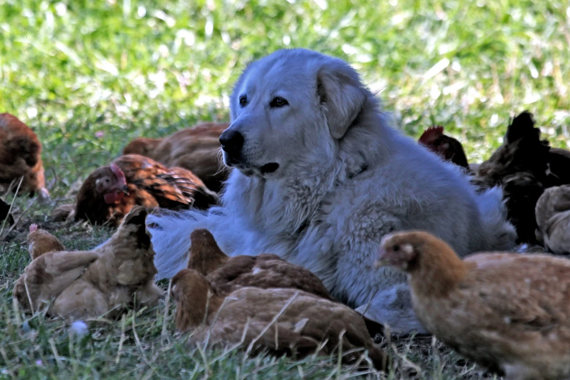 Stuart Family Farm