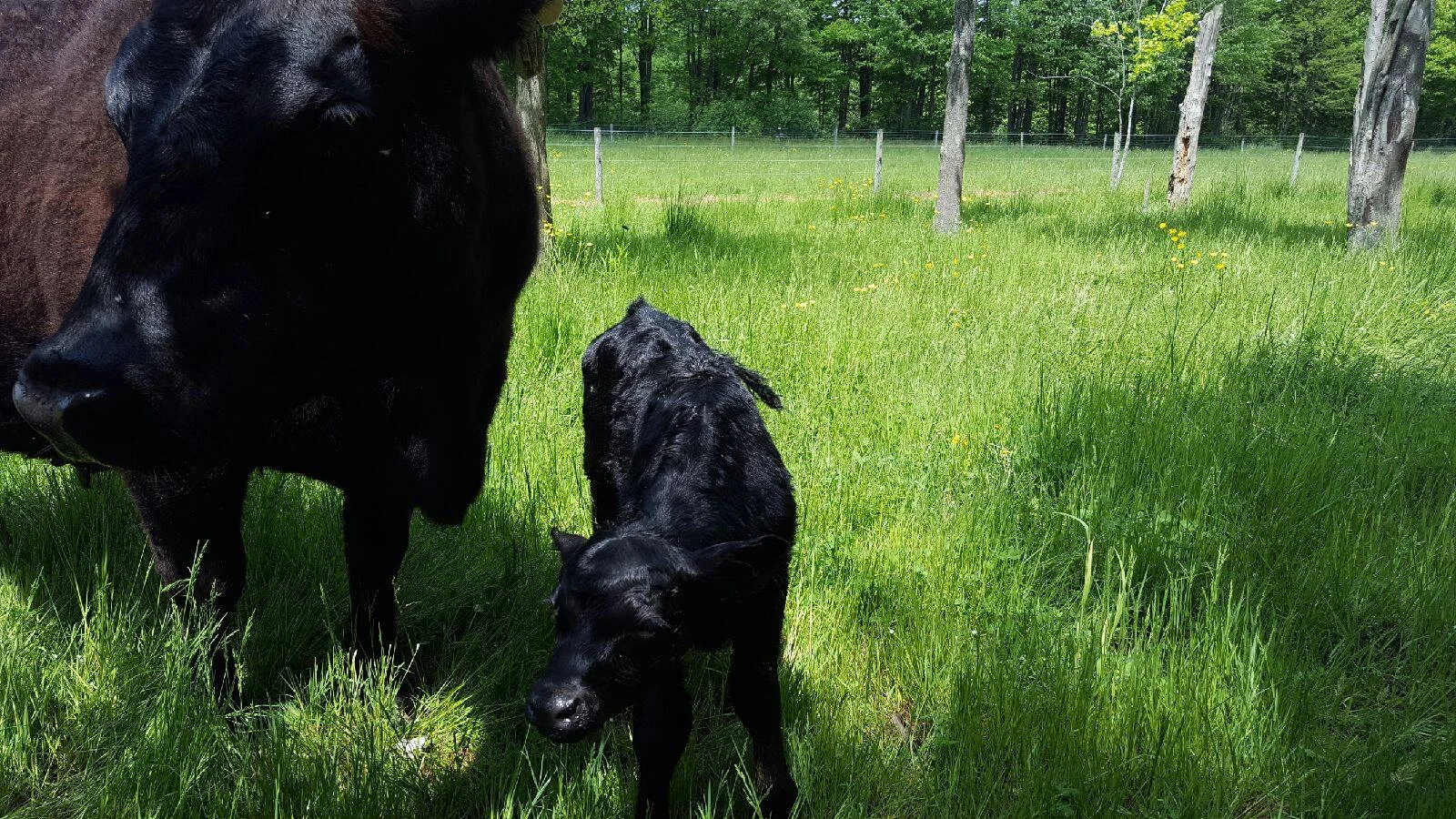 Sirna's Farm
