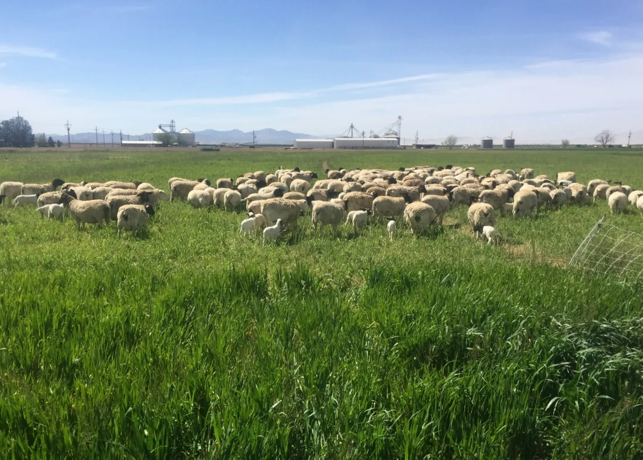 Chiricahua Pasture Raised Meats