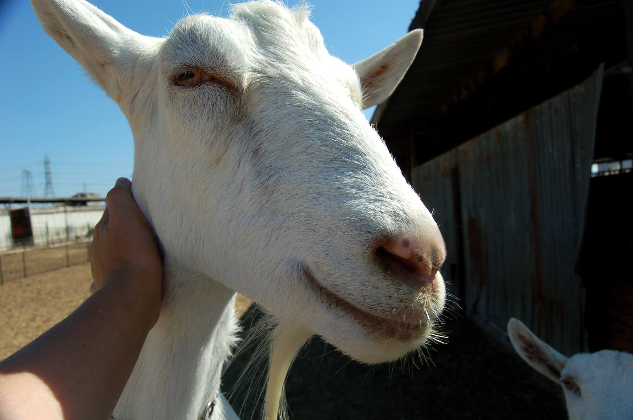 meet Mable at Drake Family Farms