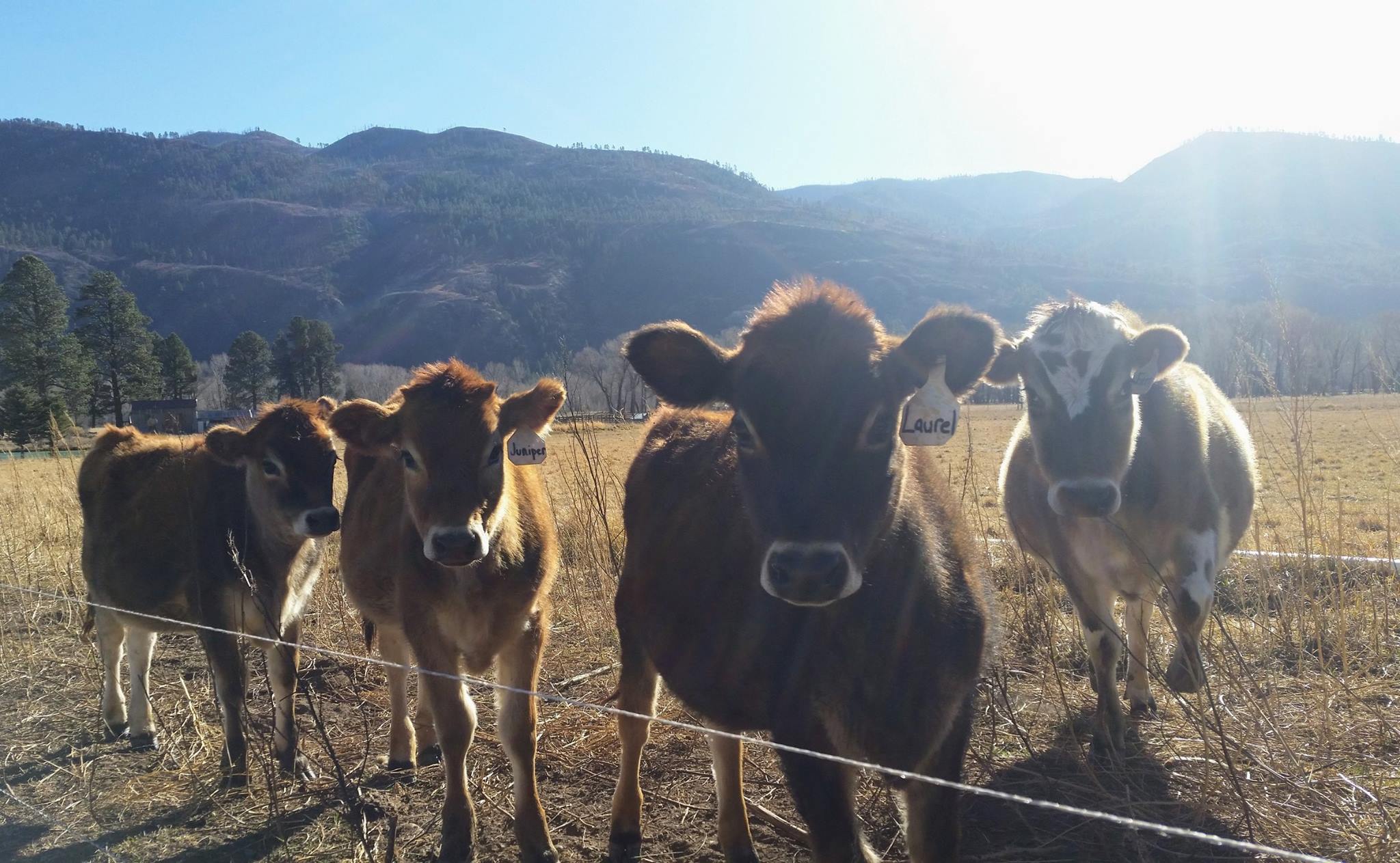 meet the sweethearts of James Ranch