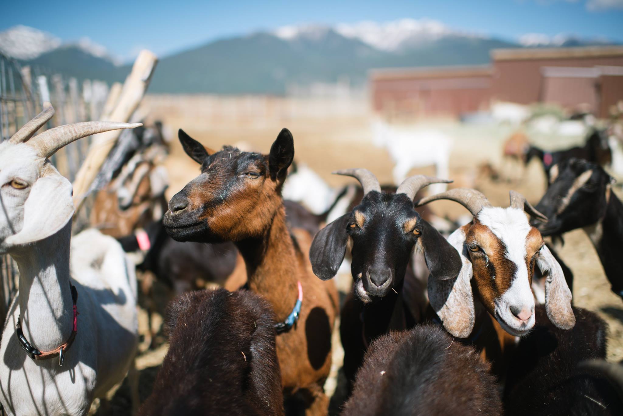 meet Jumpin Good Goat Dairy