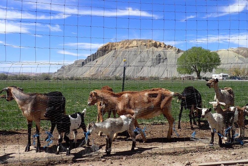 meet the crew of Mesa Farm