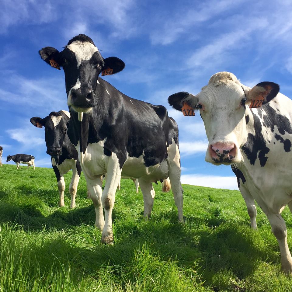 meet the girls at Point Reyes Farmstead