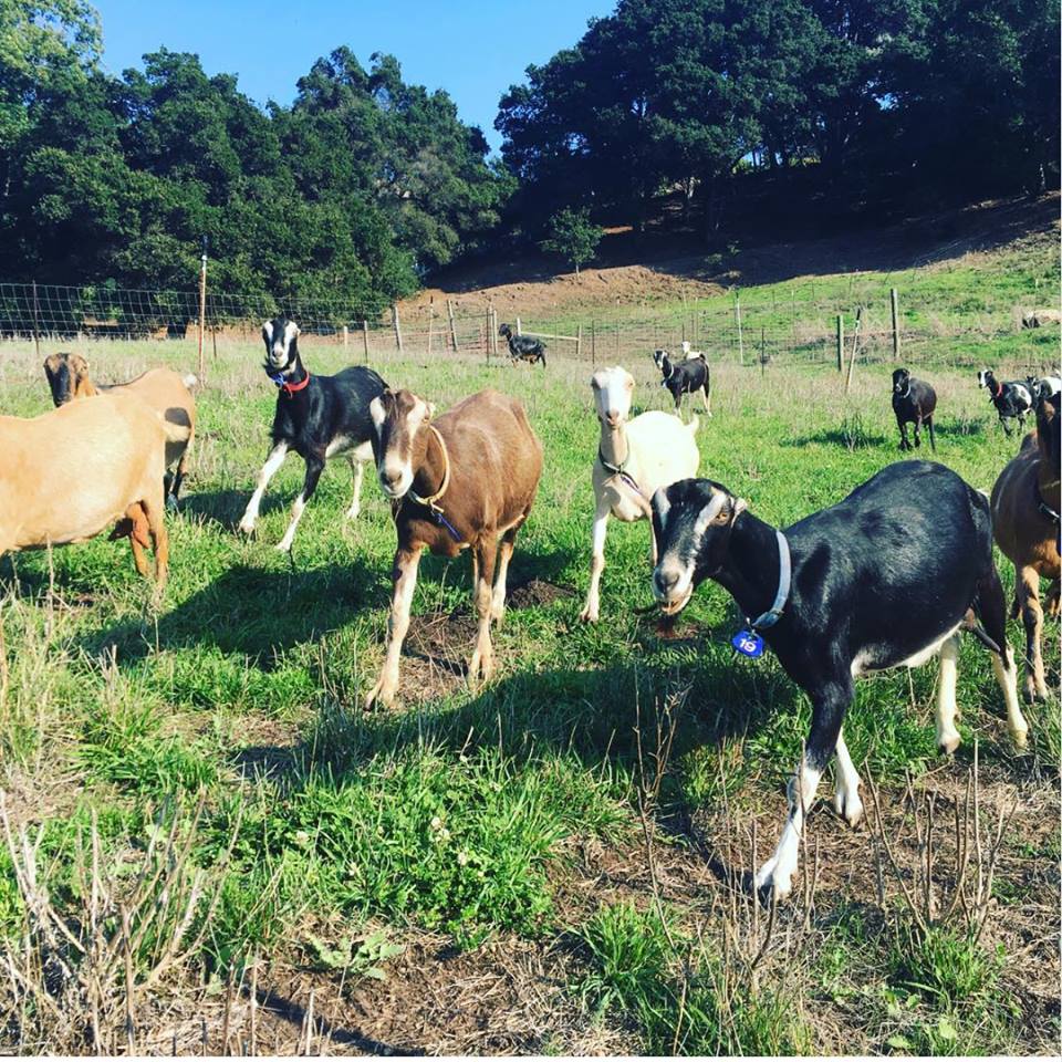 meet the girls at Stepladder Creamery