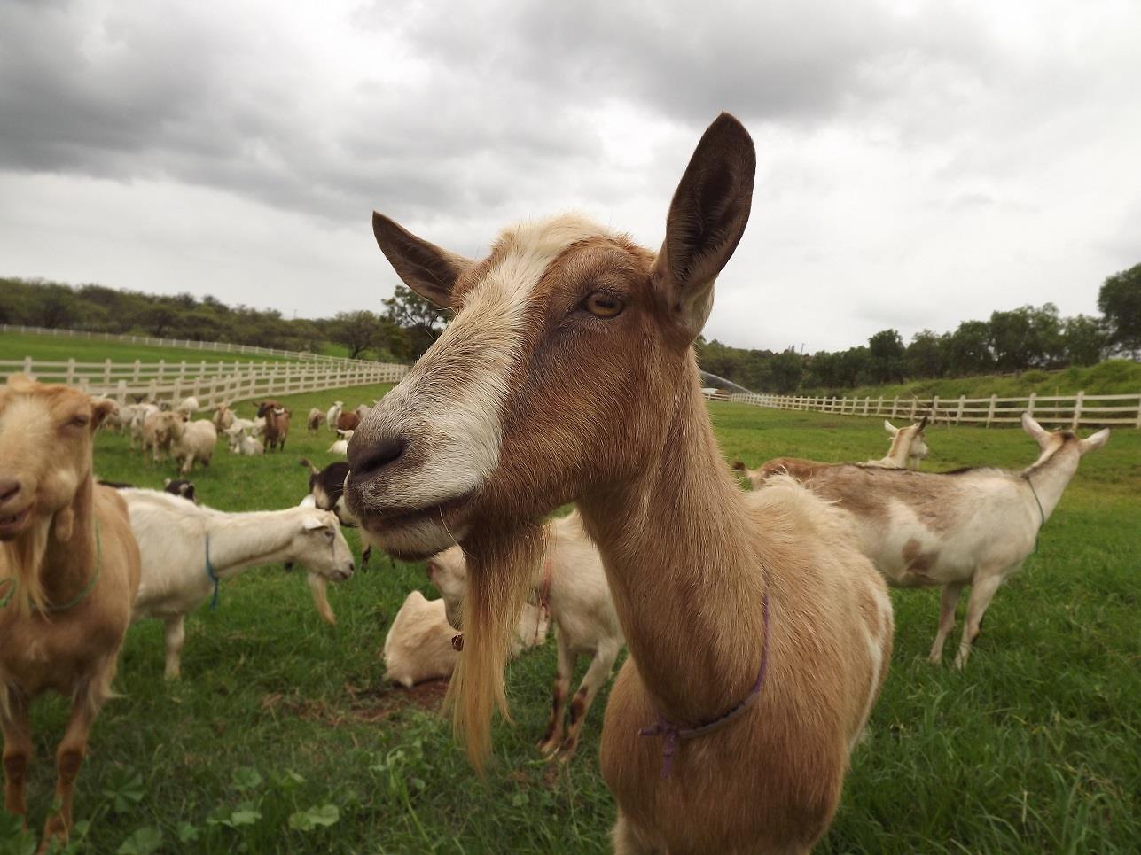 meet the girls at Surfing Goat Dairy