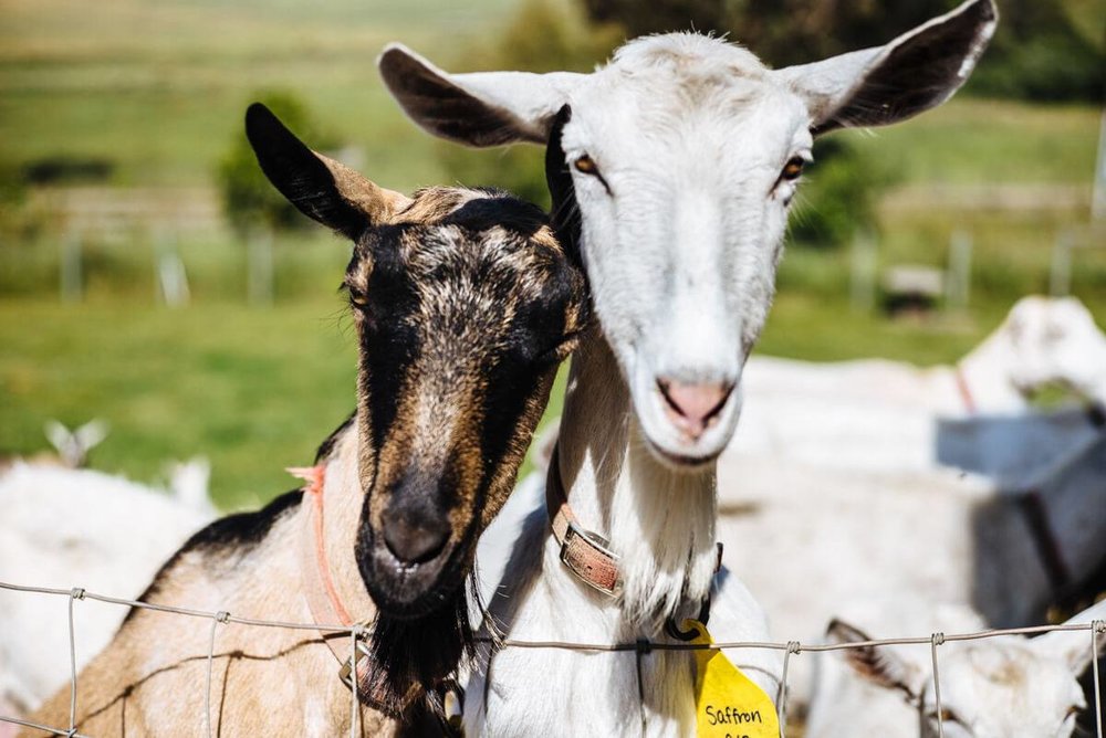 meet the girls at Toluma Farms