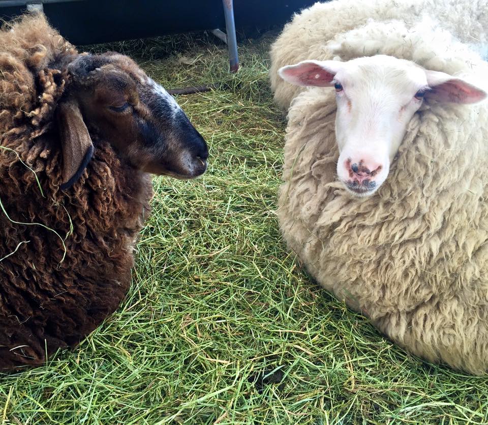 meet Ferdinand and Gladys of Weirauch Farm