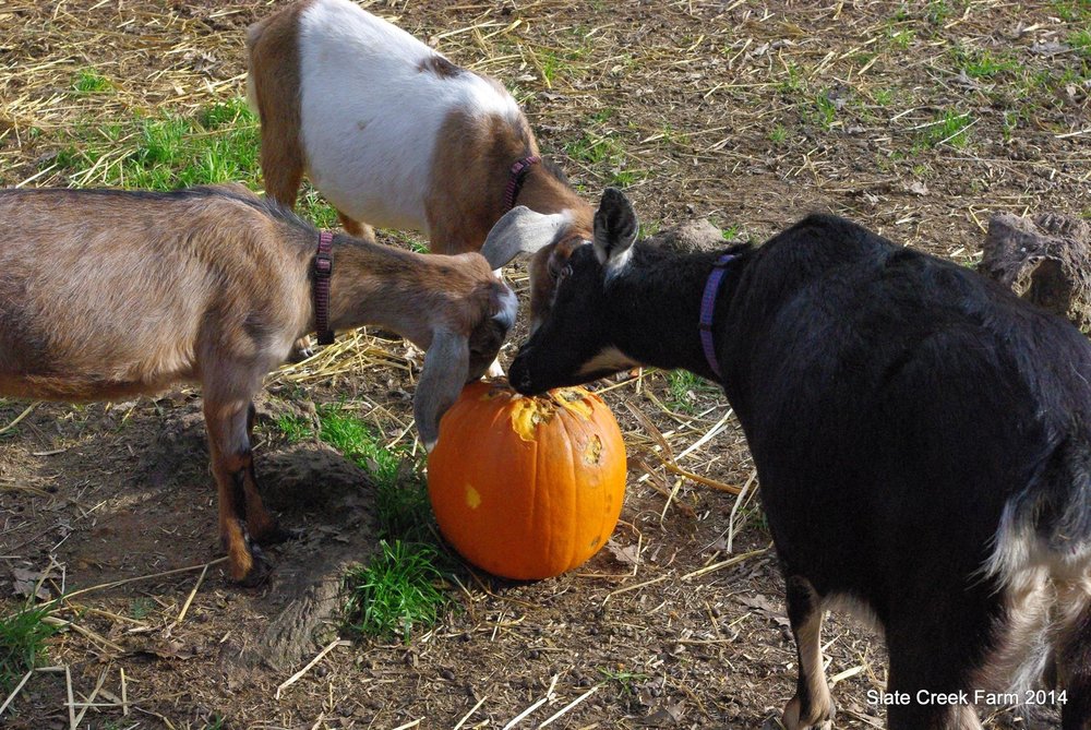 meet the girls at Jollity Farm