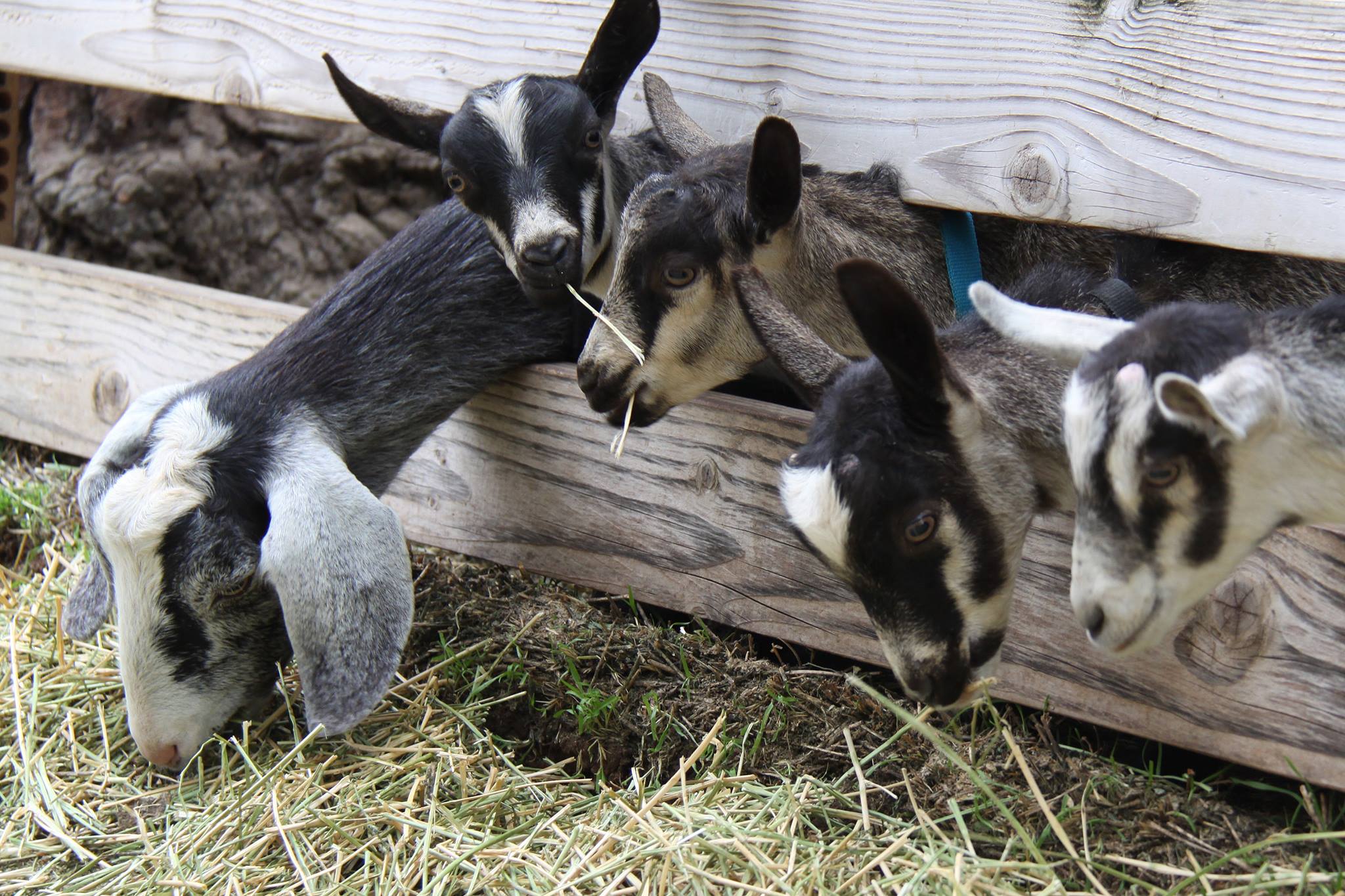 next year's milkers at Jollity Farm