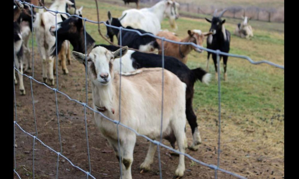 meet Sprinkles and her friends at Quillisascut Farm