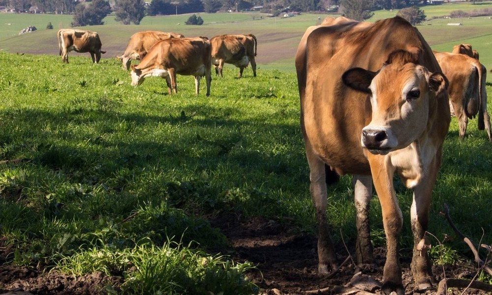 Petaluma Creamery