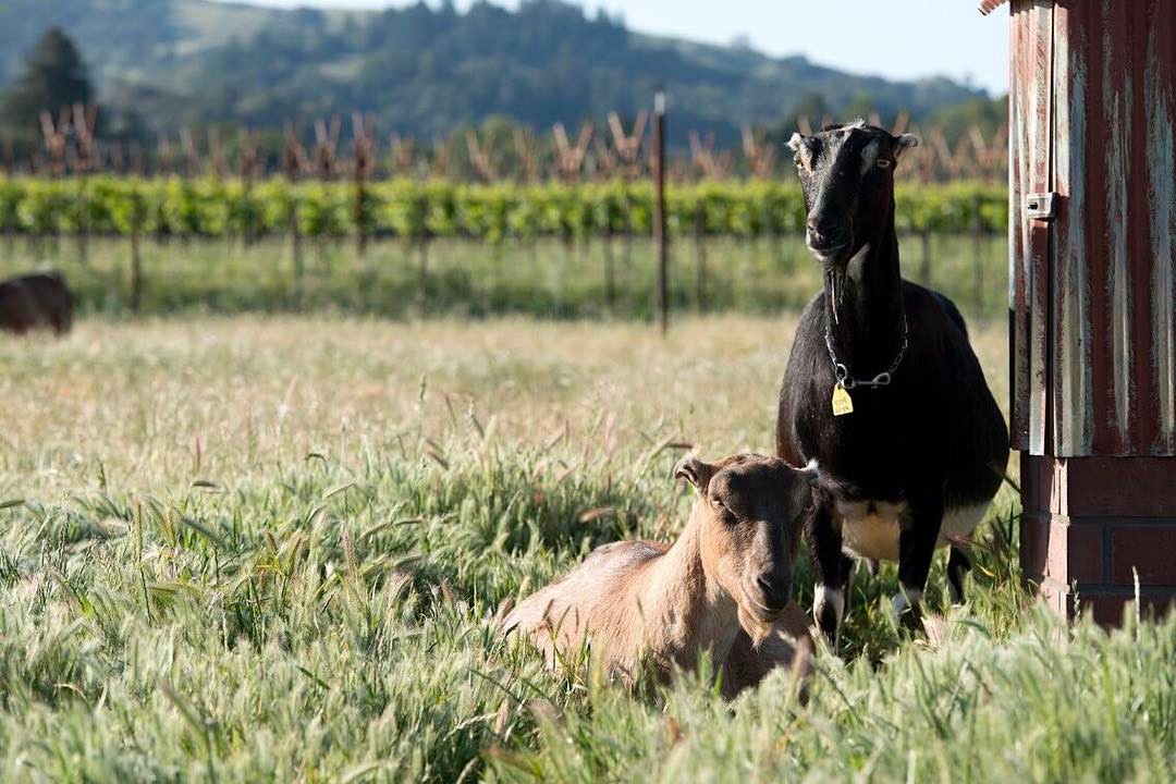 meet Virga and Inara at Pennyroyal Farm