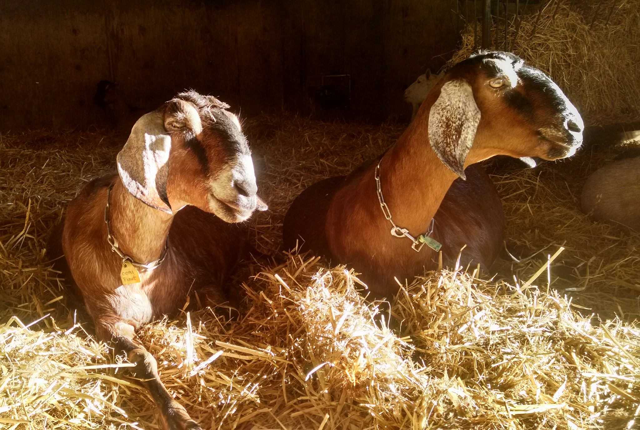 Pennyroyal's Hermosa and Bonita