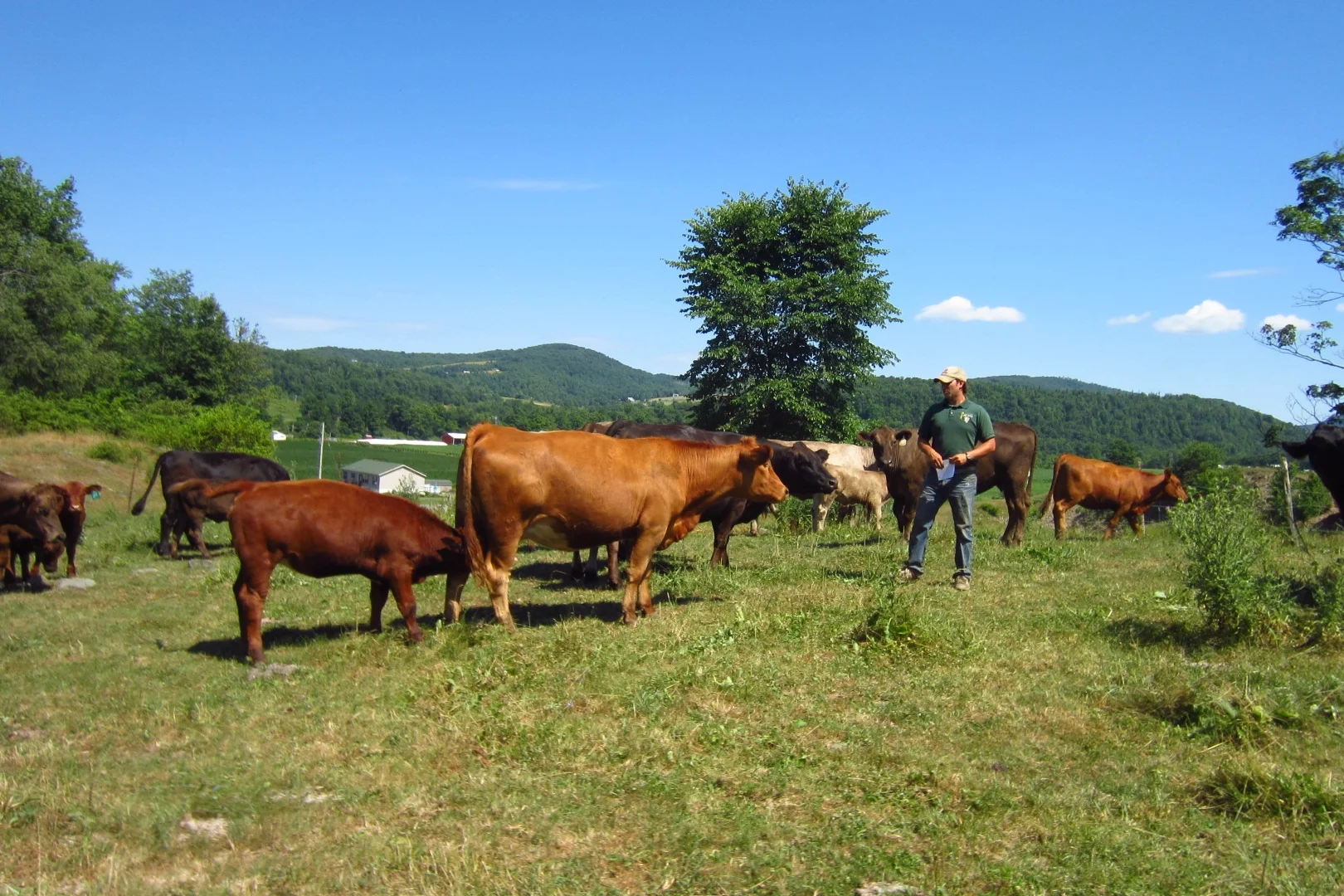 Catskill Cattle Company