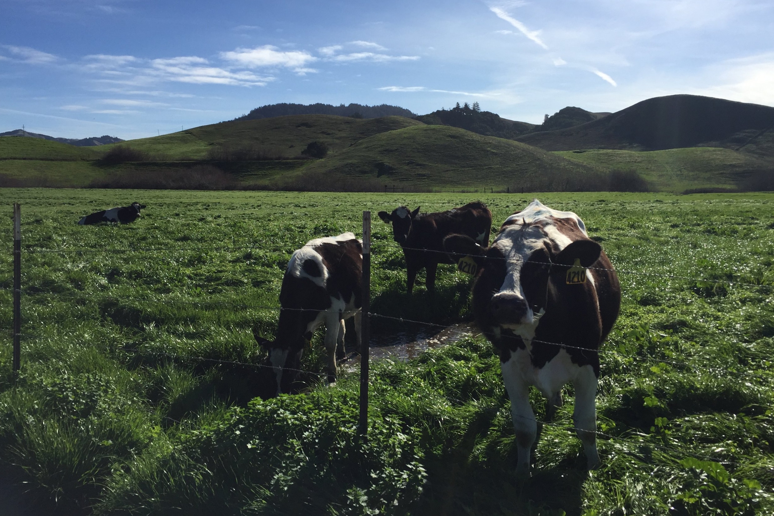 Happy cows