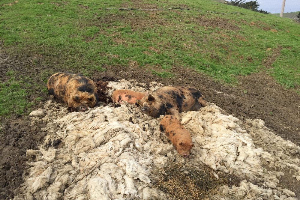 A few resident pigs