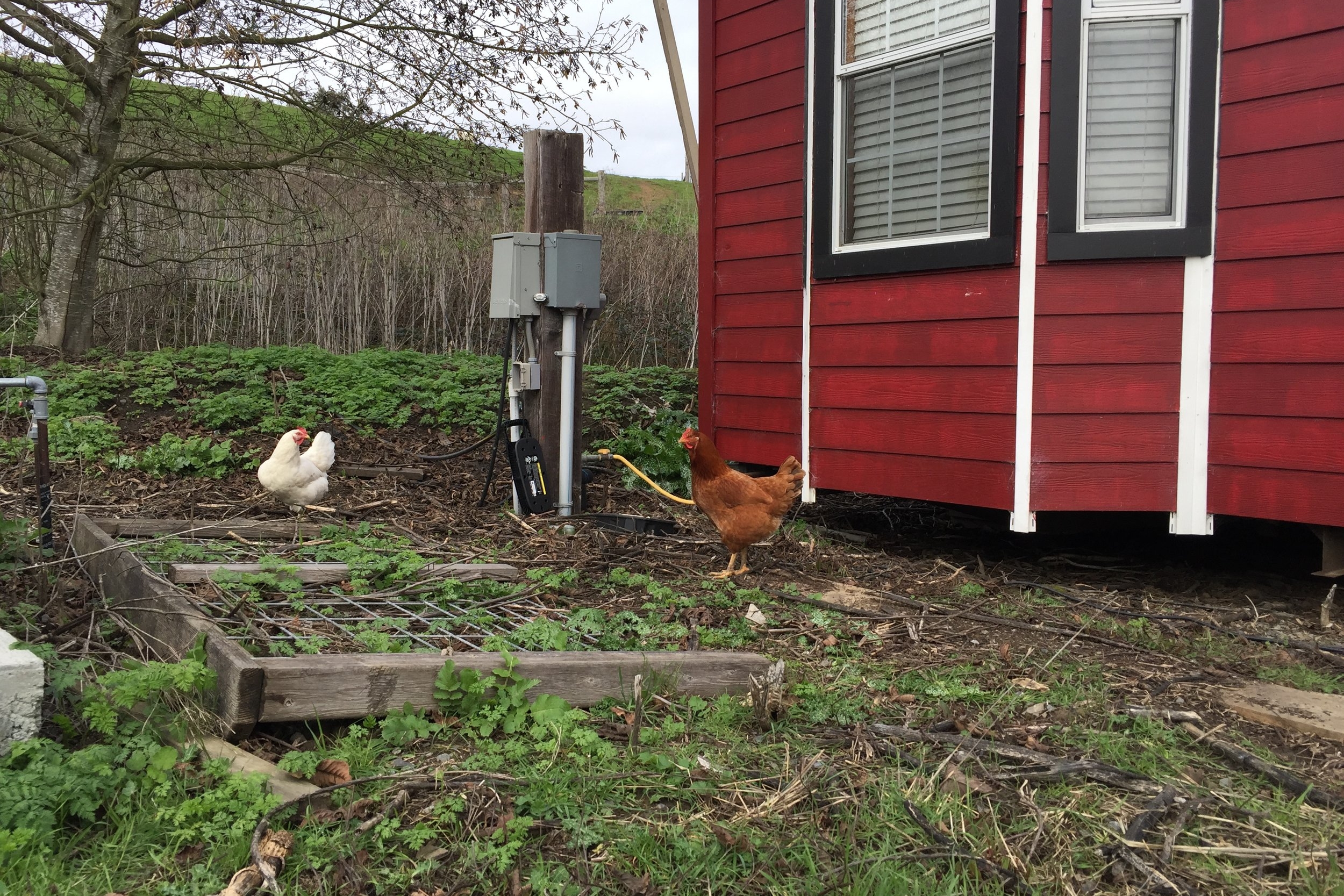 Met a couple of backyard hens