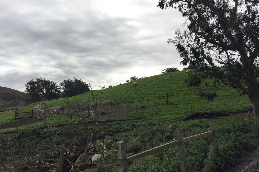 Toluma's sheep grazing on pasture