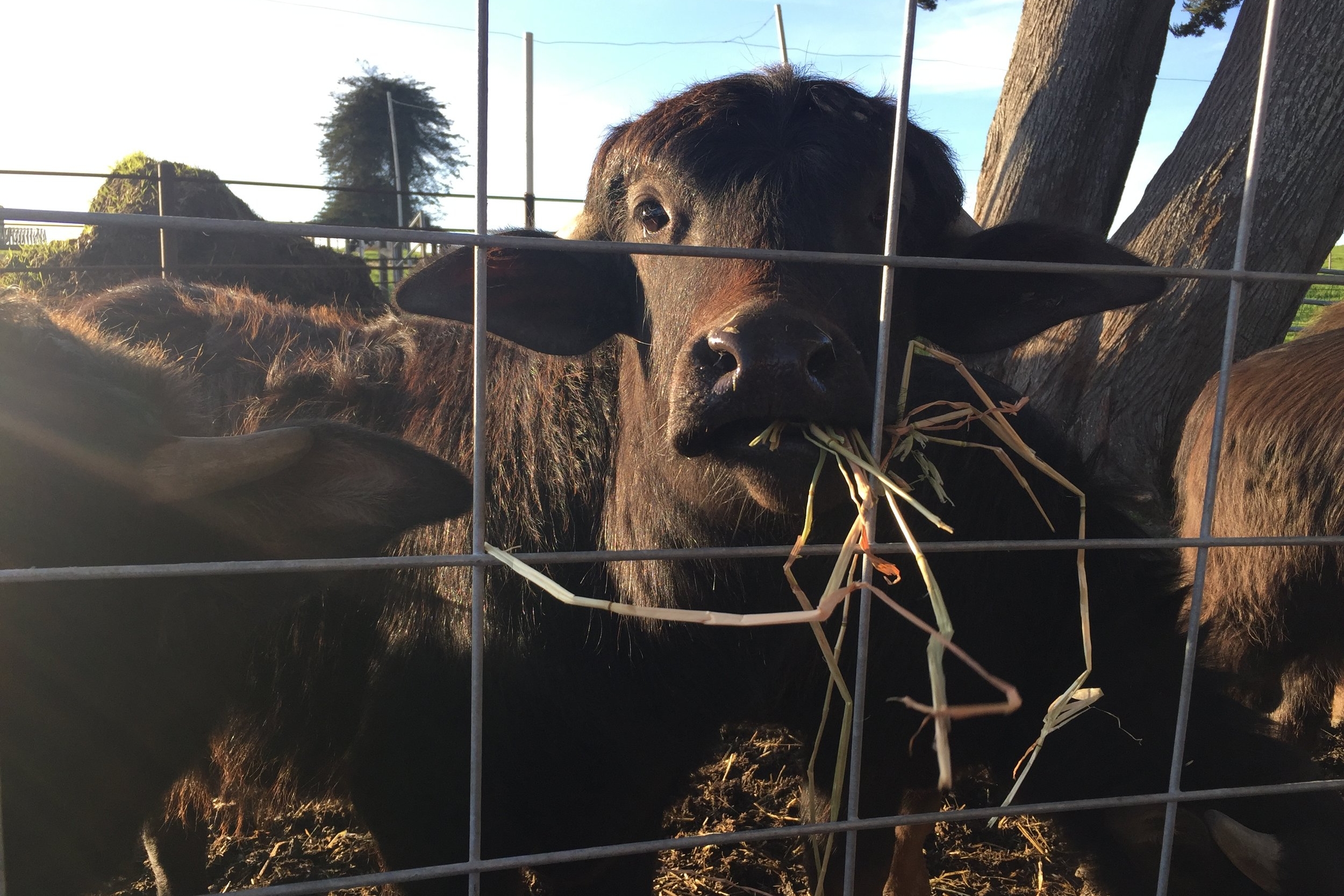 Hello baby buffalo!