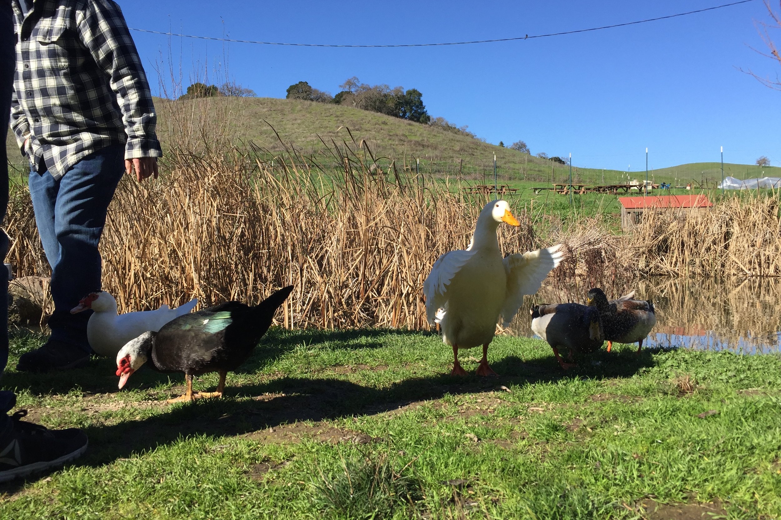 Got to feed a few ducks along the way.