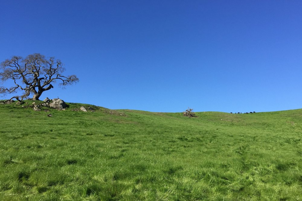 Cows waaayyy up on the hill.