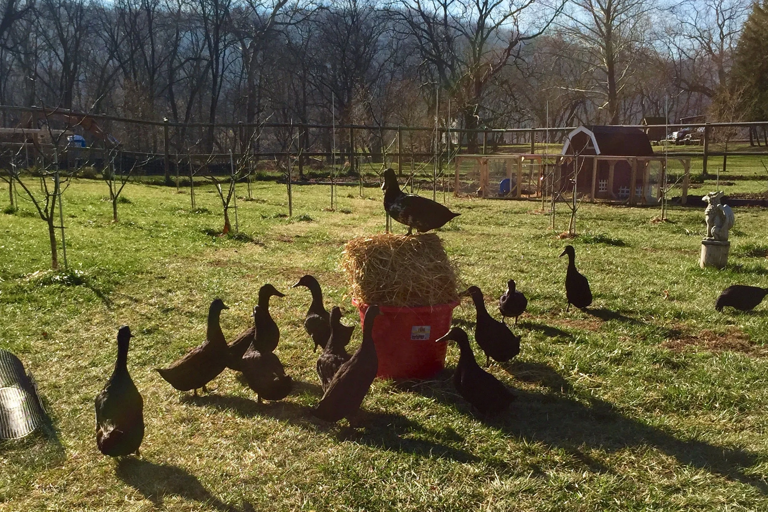 Summer Solstice Farm