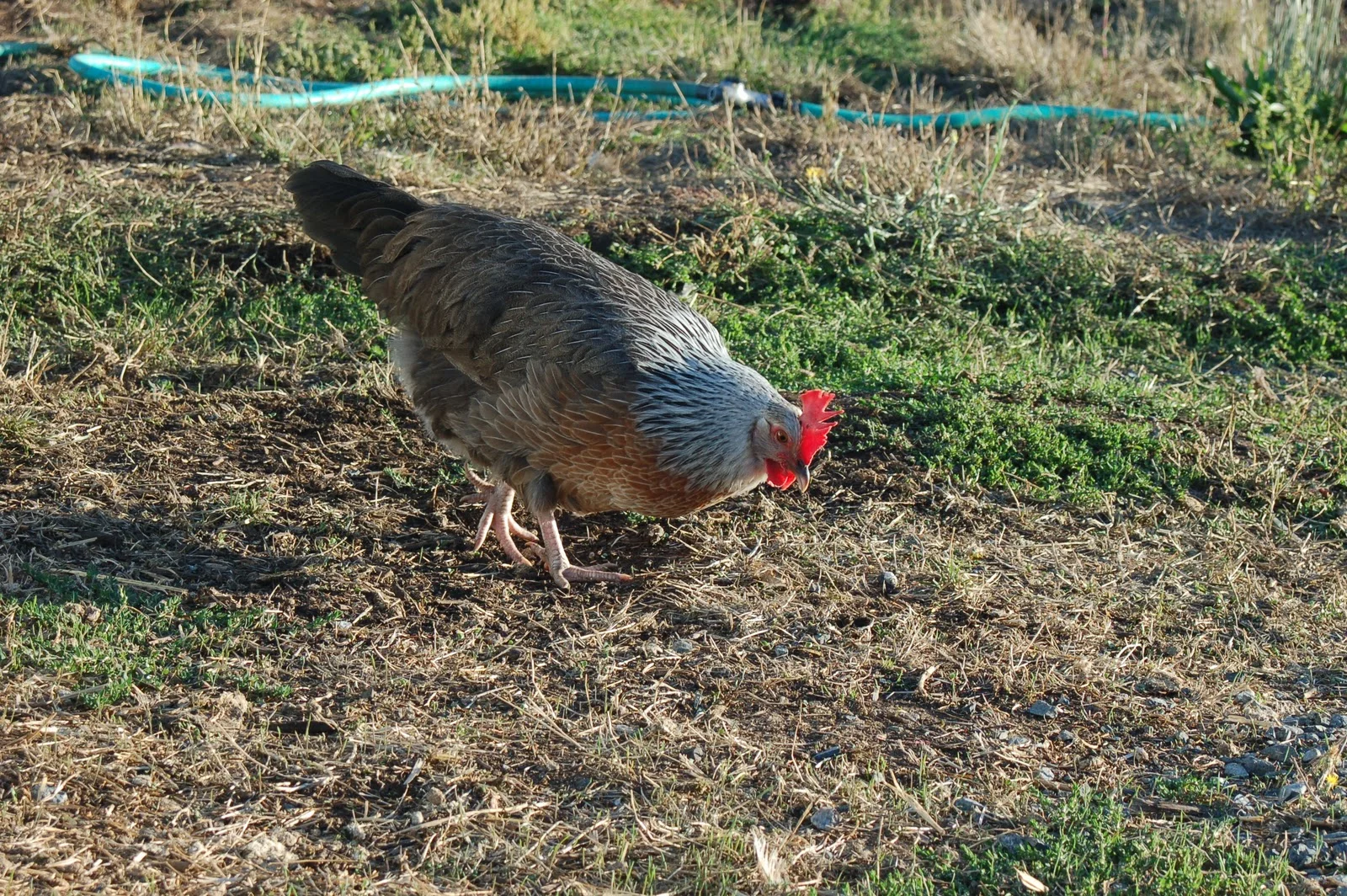 Little Sprouts Farm