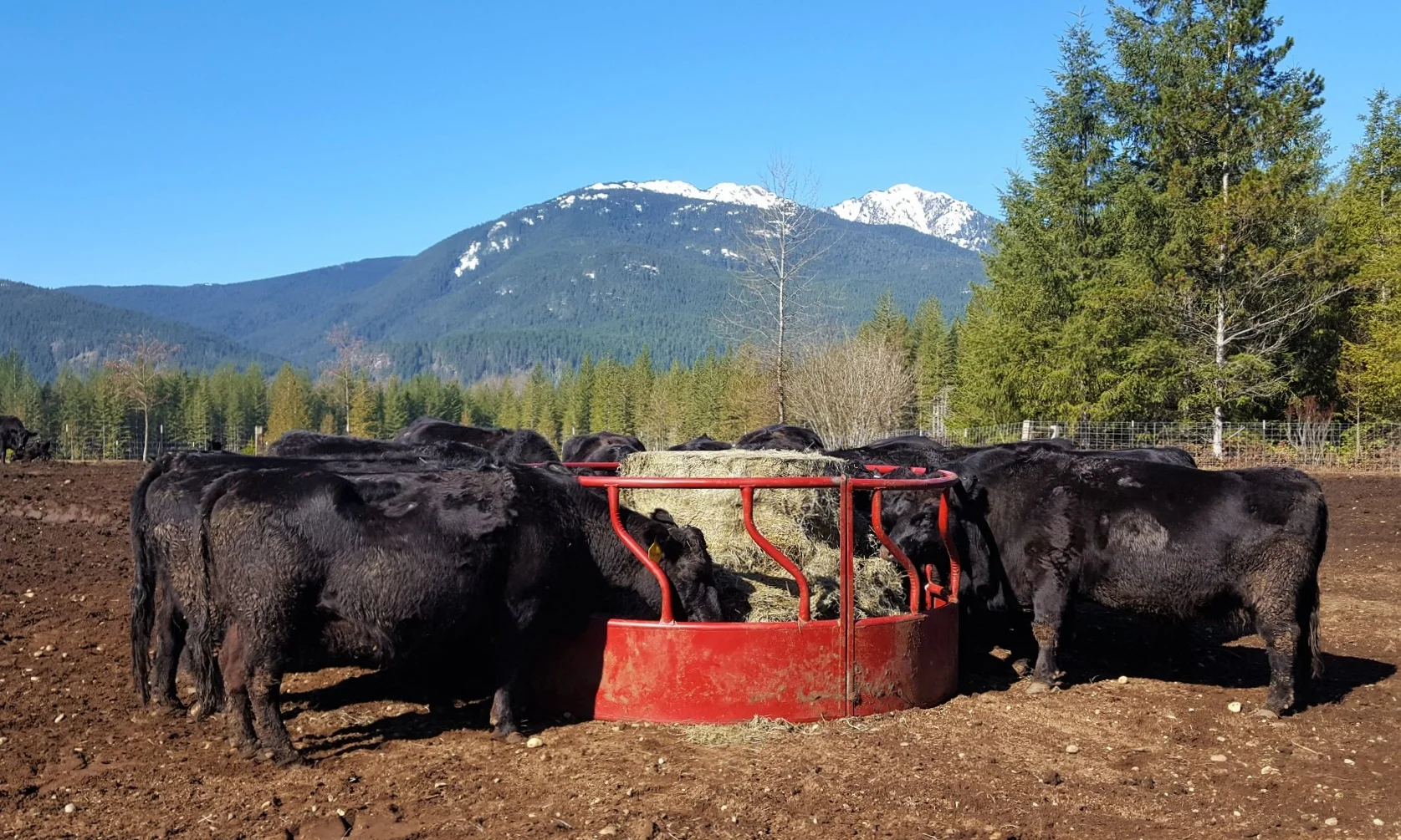 American Alps Ranch