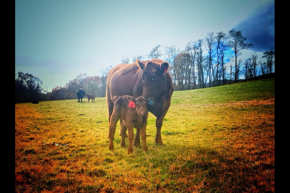 Blackthorn Spring Farm