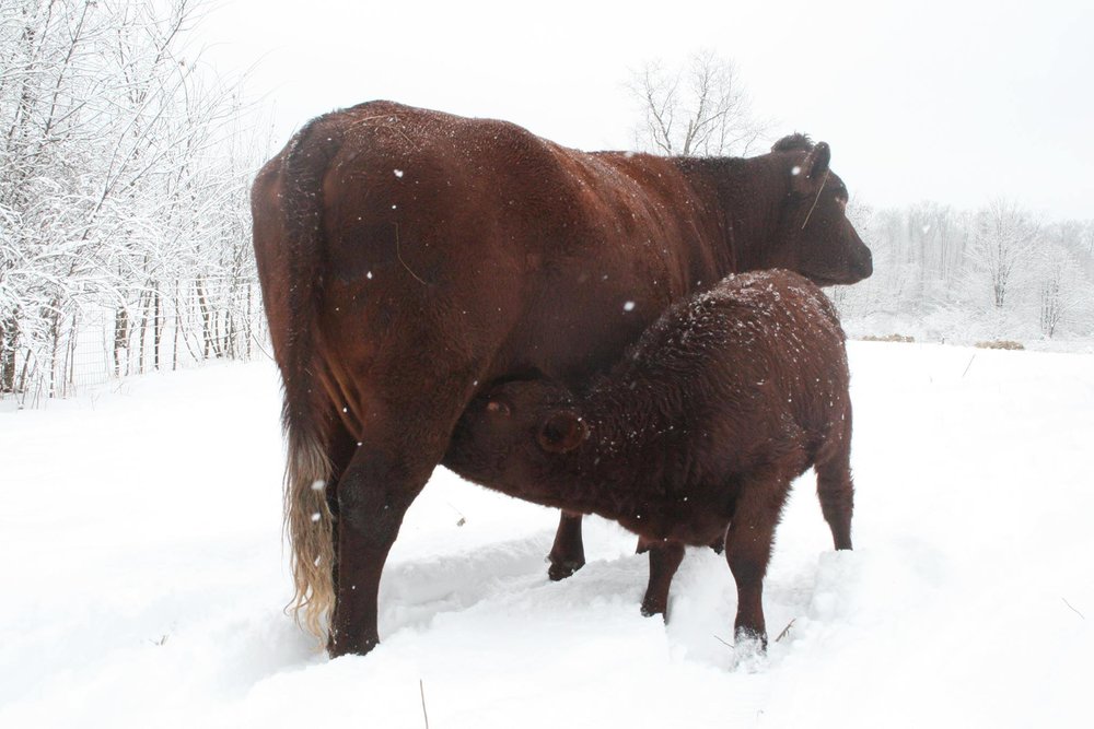 Chander Hill Farm