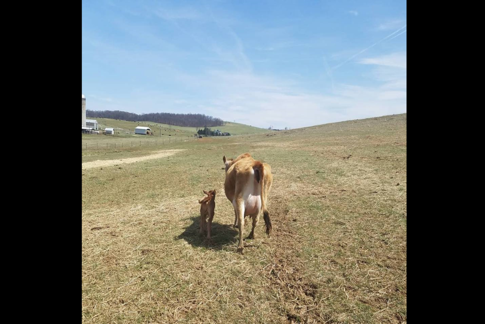 Creambrook Farm