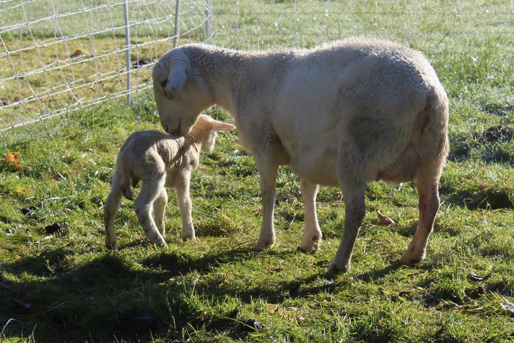 Fog Hollow Farm