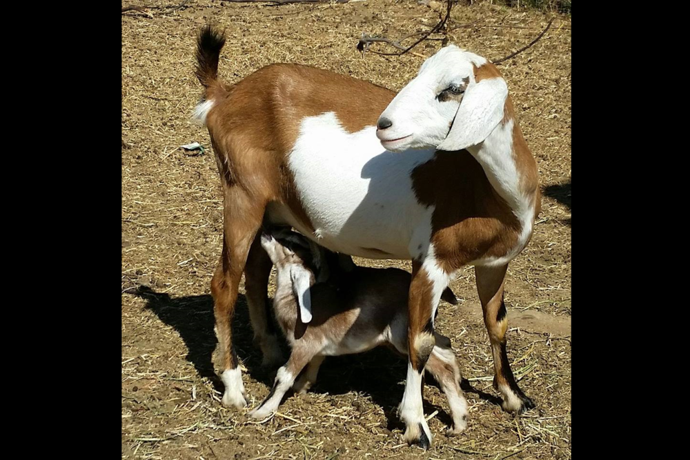 Jollity Farm Goat Dairy