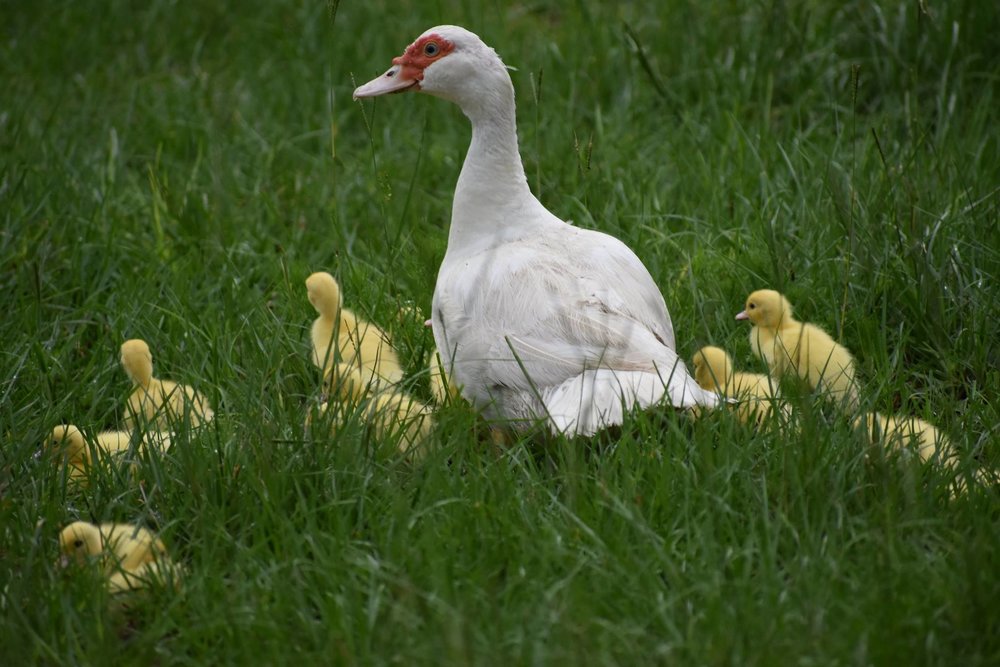 Laughing Chicken Farm